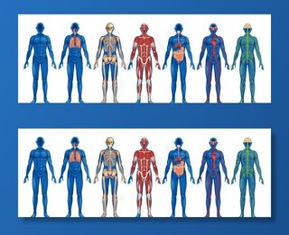 人体结构图片