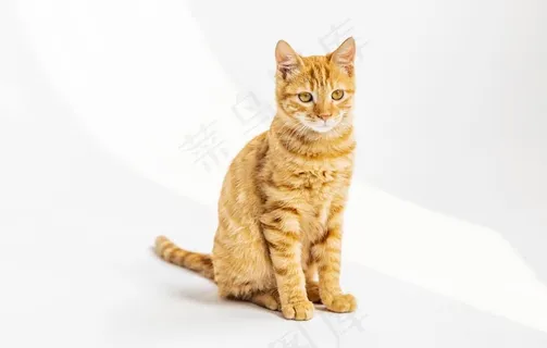 橘猫图片 橘猫图片
