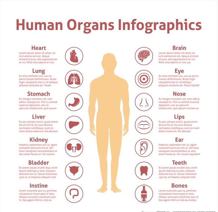 医学人体器官图标cion图片eps,ai矢量模版下载