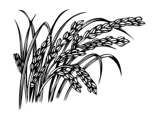 矢量大麦穗图片