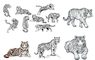 老虎手绘图片