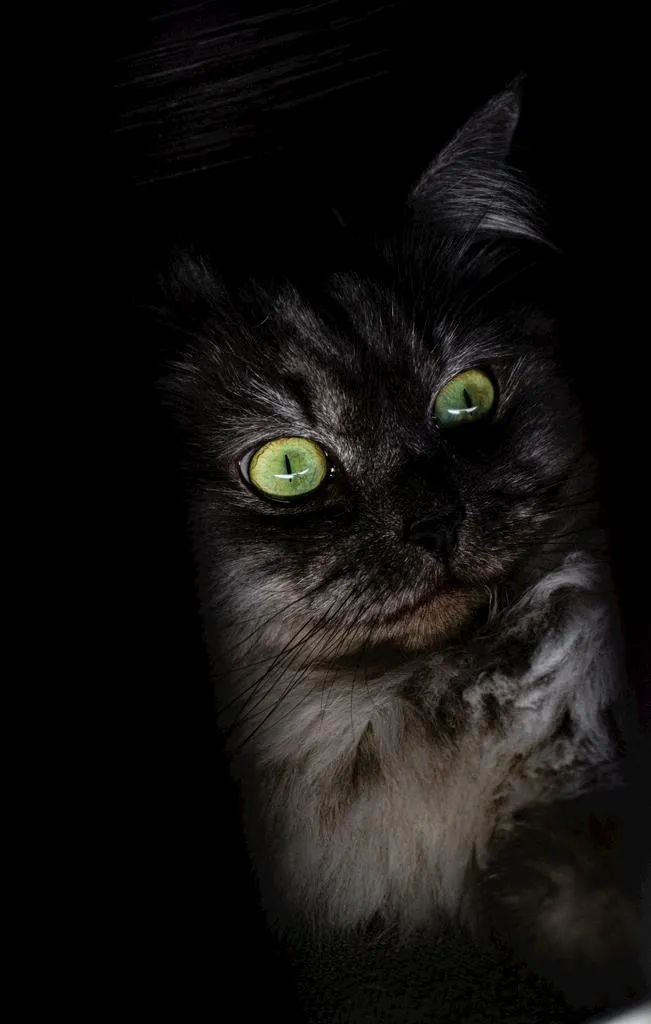 黑色猫咪图片
