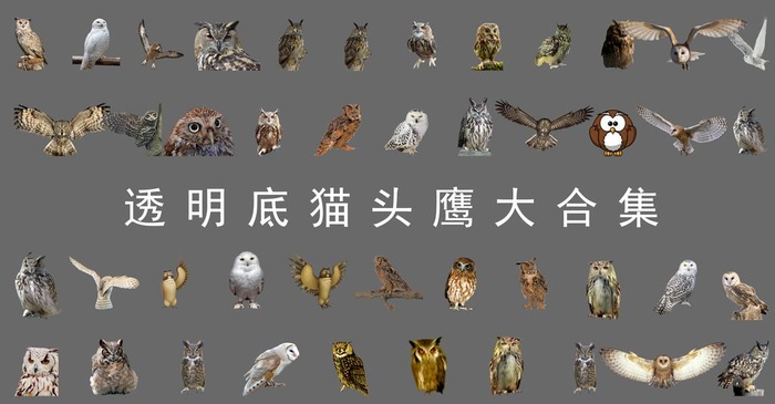 猫头鹰图片