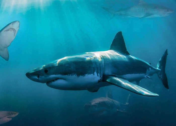 鲨鱼图片