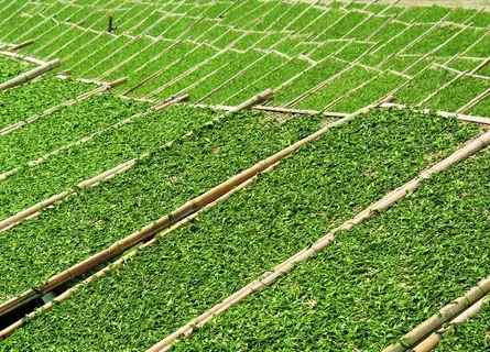 茶山晒茶工艺图片