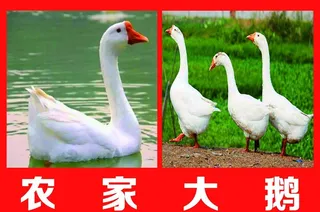 农家大鹅图片