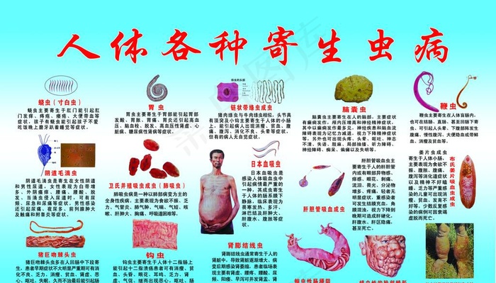 寄生虫病 蛲虫（寸白虫）  胃图片(11811X7088(DPI:72))psd模版下载