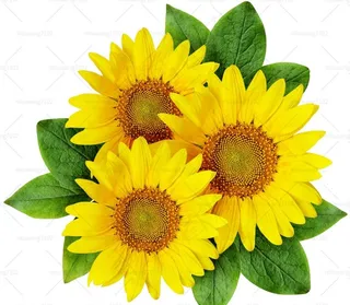 向日葵图片