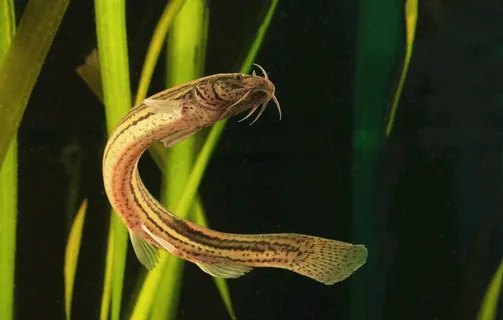 泥鳅鱼摄影图片