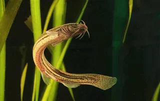 泥鳅鱼摄影图片