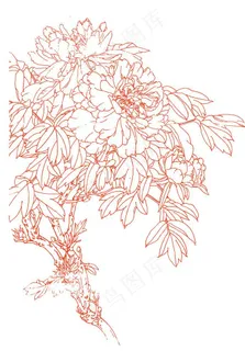 菊花矢量图图片