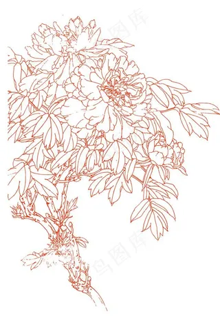 菊花矢量图图片