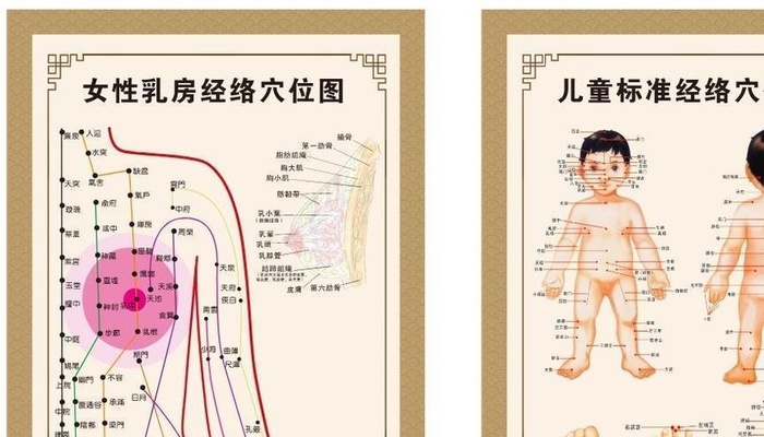 乳房经络图儿童经络穴位图图片