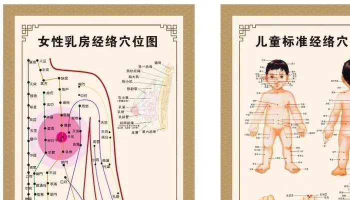乳房经络图儿童经络穴位图图片