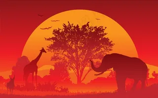 夕阳森林动物图片