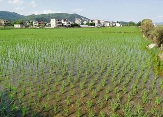南方水稻田 田园风景图片