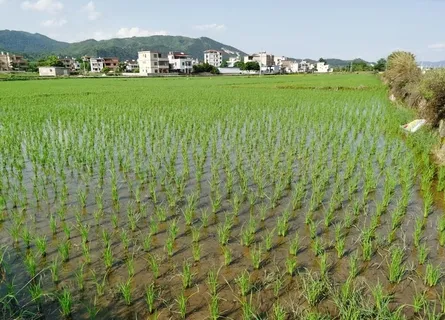 南方水稻田 田园风景图片 南方水稻田 田园风景图片