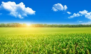 玉米地图片