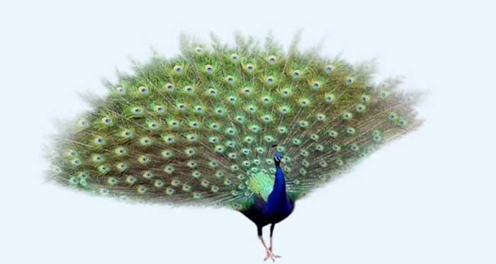 孔雀图片(600x338)psd模版下载