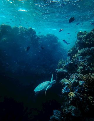 海底世界 图片