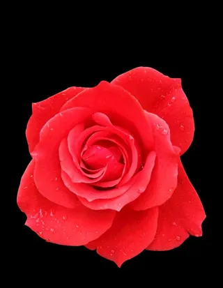 玫瑰png 花特写  红玫瑰图片