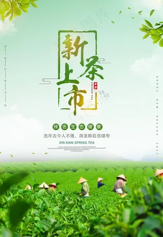 新茶上市图片