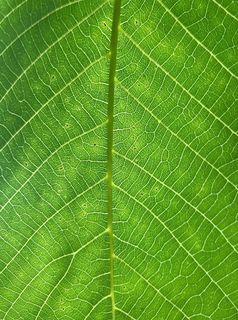 叶脉图片