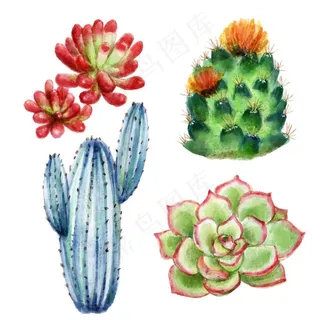 水彩多肉植物图片