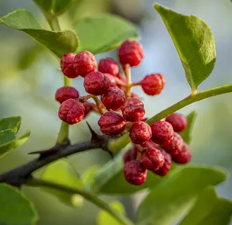 大红袍花椒图片 大红袍花椒图片