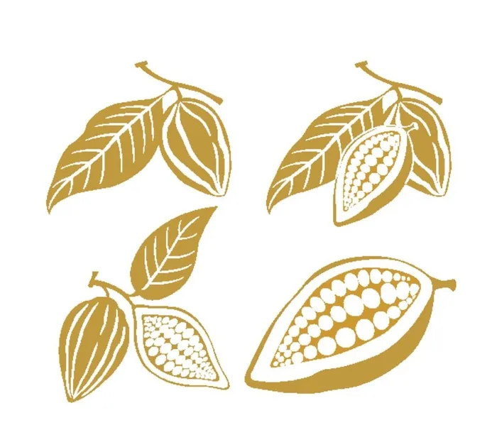 可可豆图片ai矢量模版下载