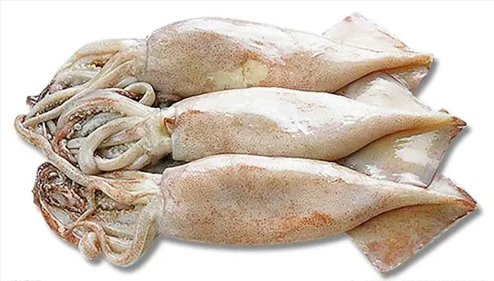 鱿鱼图片(500x300)psd模版下载