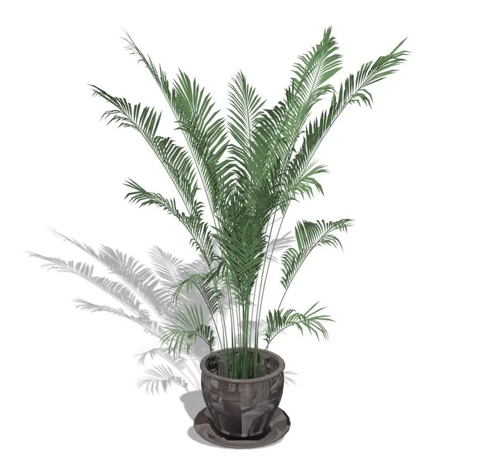 绿色盆栽植物 图片(4000x4000)psd模版下载