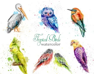 水彩鸟类集合图片