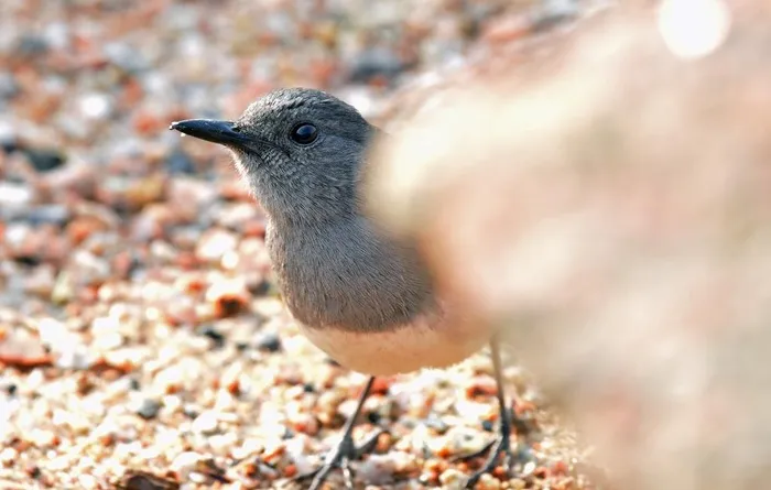 鸟眼看世界图片 鸟眼看世界图片