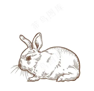兔图片