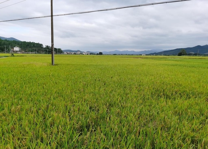 稻田风景 秋色图片