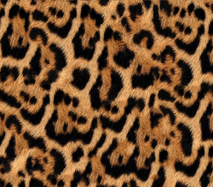 豹纹图片