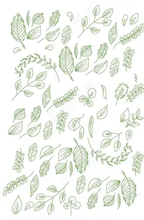 叶子图片 叶子图片