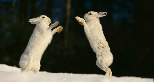 北极兔 雪兔图片