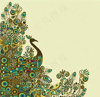 孔雀图片