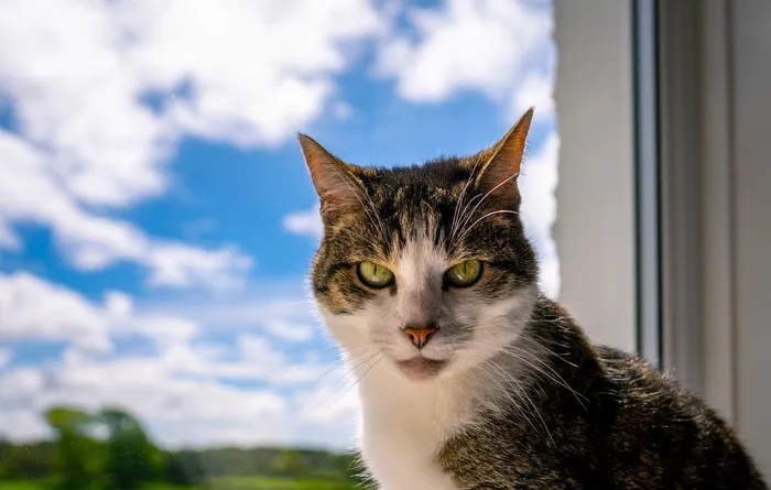 猫咪图片