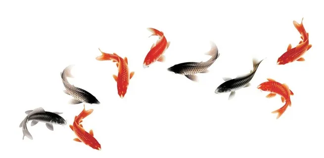 透明 手绘 九鱼 元素 素材图片