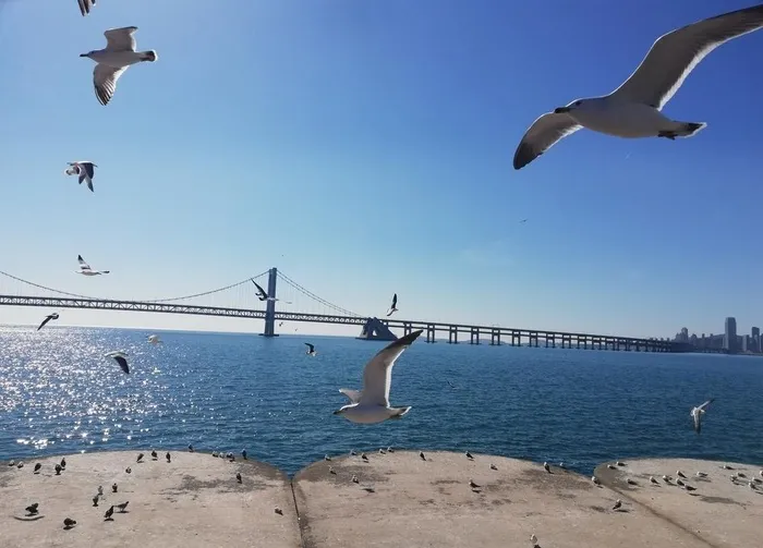 海鸥图片