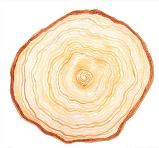 年轮图片