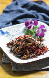 昆虫汇图片 昆虫汇图片