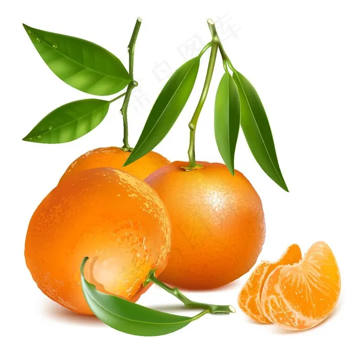 新鲜橘子图片ai矢量模版下载