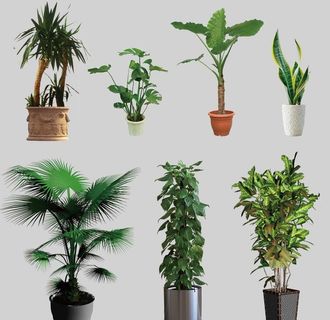 盆栽 盆景图片 盆栽 盆景图片