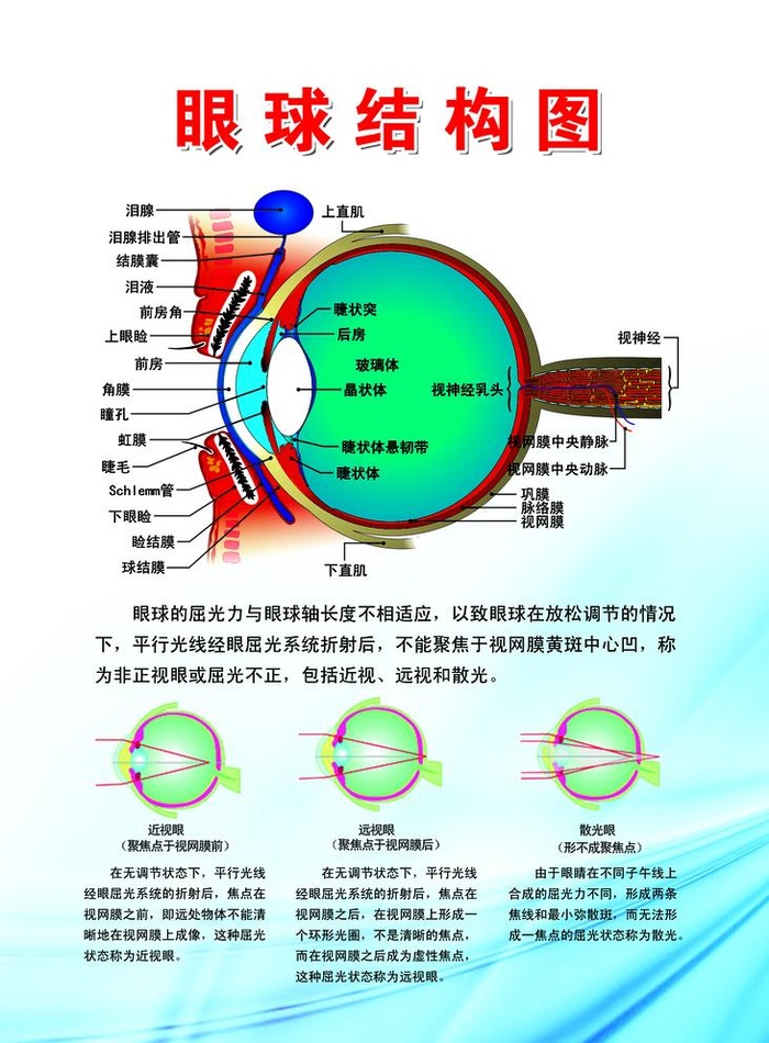 眼球结构图图片