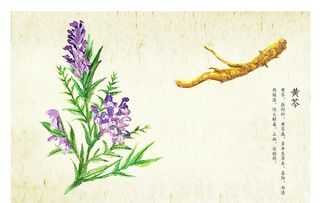 黄芪图片