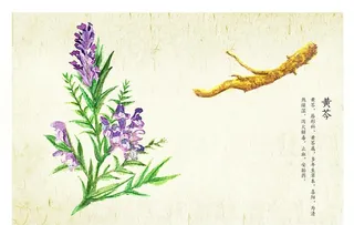 黄芪图片